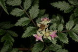 Rubus thibetanus RCP6-09 223.jpg